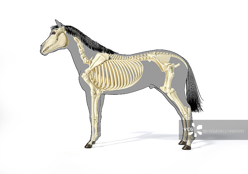 马的骨骼系统在灰色轮廓与黑色轮廓，侧面视图。图片素材