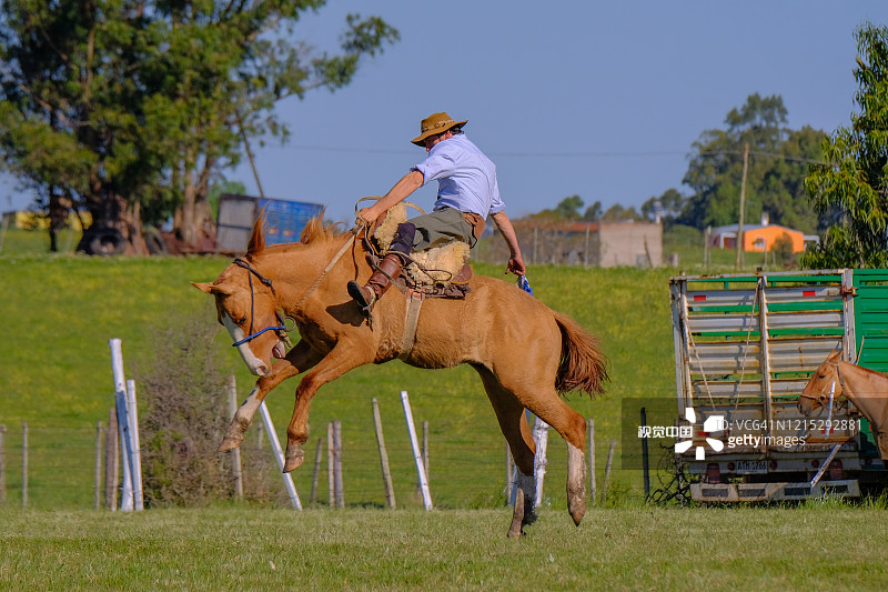 在乌拉圭克里奥拉节上，高乔人骑着一匹未驯服的野马图片素材