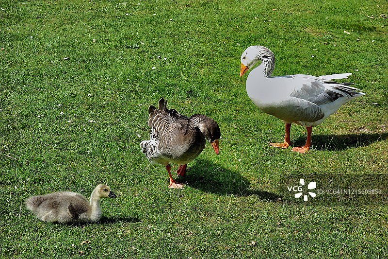 鹅的家庭，鸟宝宝和爸爸妈妈图片素材