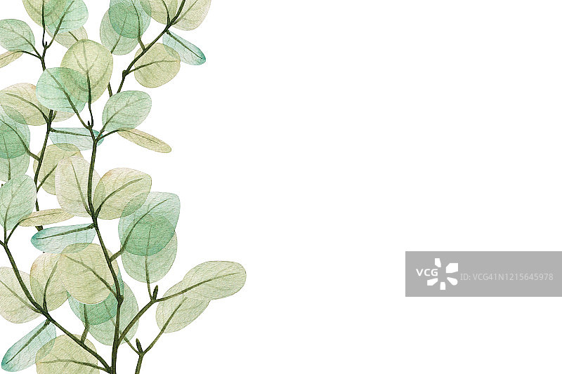 水彩花桉树叶框架模板。手绘春夏季装饰插图。图片素材