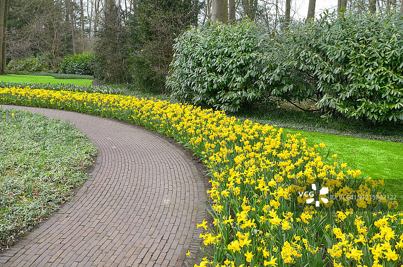 荷兰公园里美丽的春天郁金香花图片素材
