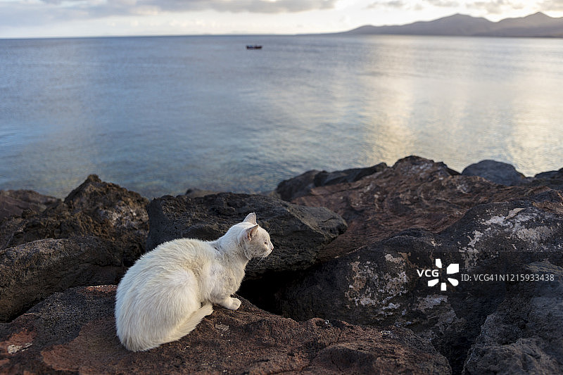 加那利群岛兰萨罗特卡门港镇的火山岩防波堤上的猫图片素材