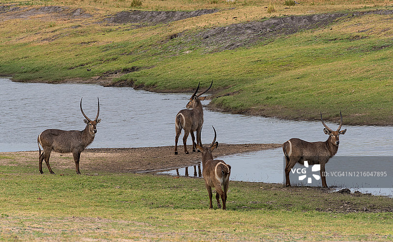 在博茨瓦纳丘比国家公园的一个水坑里，四只雄性水羚图片素材