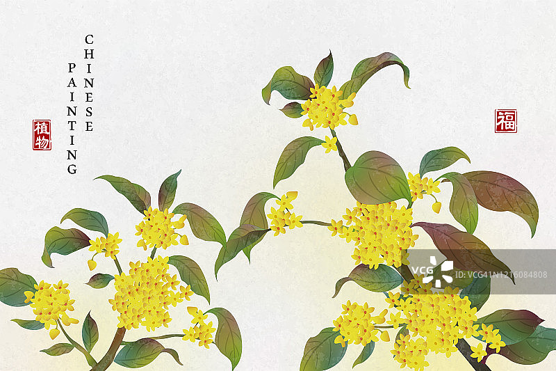 中国水墨画艺术背景植物淡雅花桂花。中文翻译:植物和祝福。图片素材