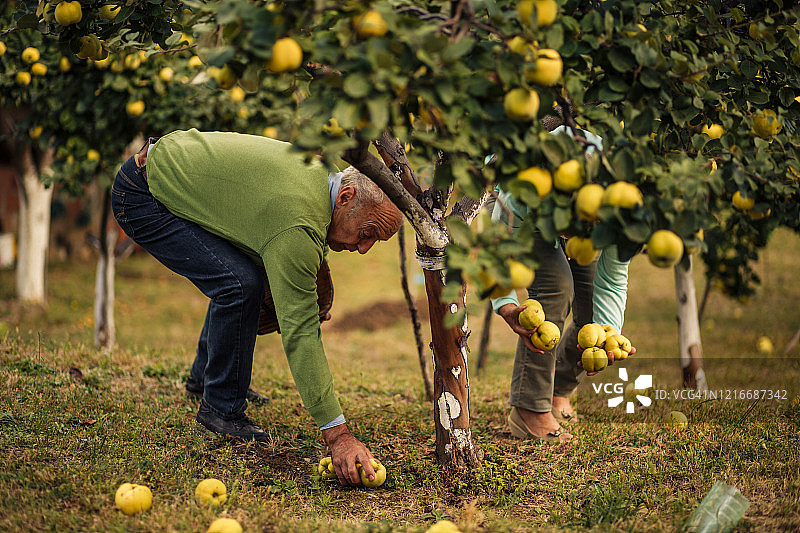 一个老人和他的妻子在他们果园的地上收集成熟的榅桲图片素材