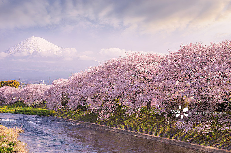 日本本州，樱花盛开的河边，远处的富士山图片素材