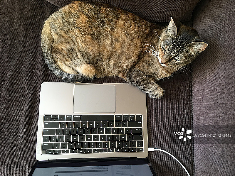 俯看沙发上的一只猫和一台笔记本电脑图片素材
