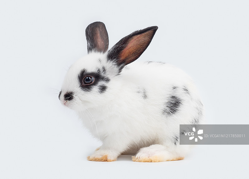 小白兔坐在白色的背景上。可爱的小兔子，白色的身体和黑色的斑点在眼睛，耳朵和鼻子。图片素材