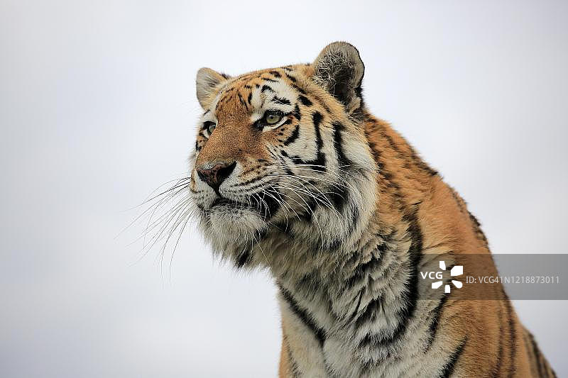 孟加拉虎(Panthera tigris tigris)，成年，向外看，动物肖像，圈养，英国，英国图片素材