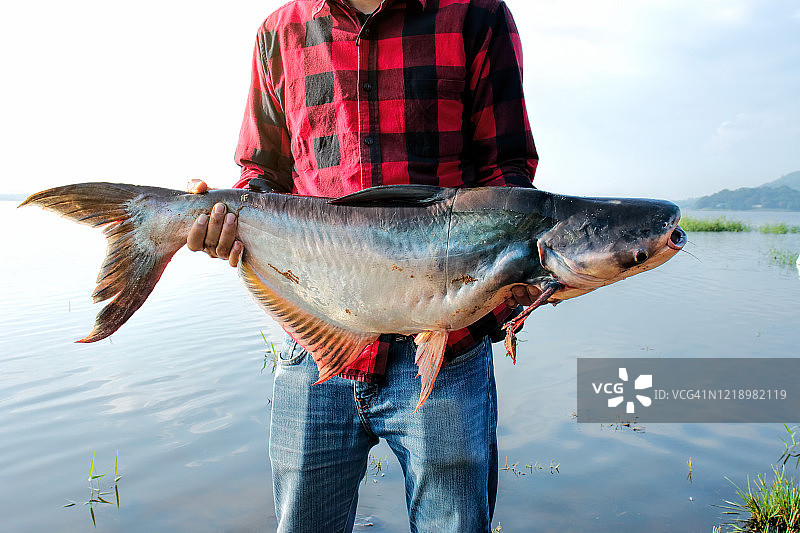 渔夫拿着一条大条纹鲶鱼图片素材