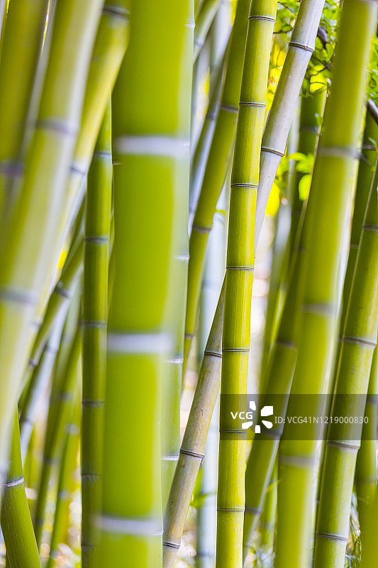 竹干背景为鲜绿色图片素材