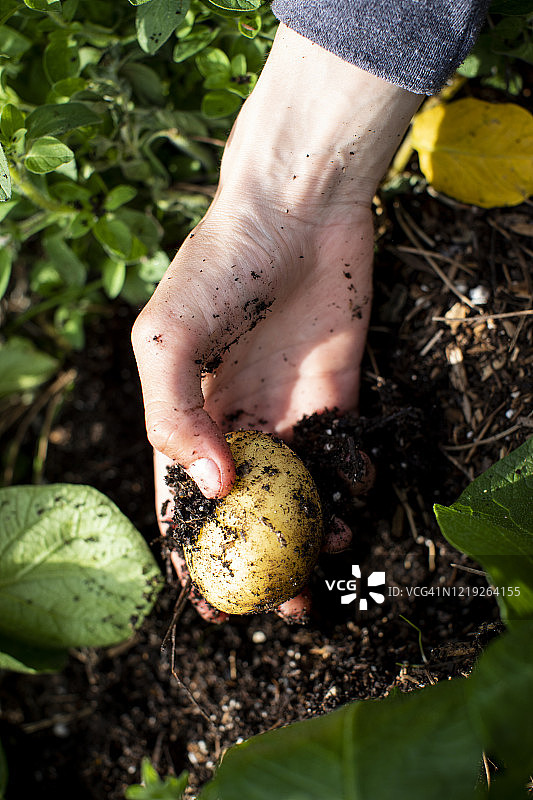 在自家菜园里，一只手从土壤中挖出土豆图片素材