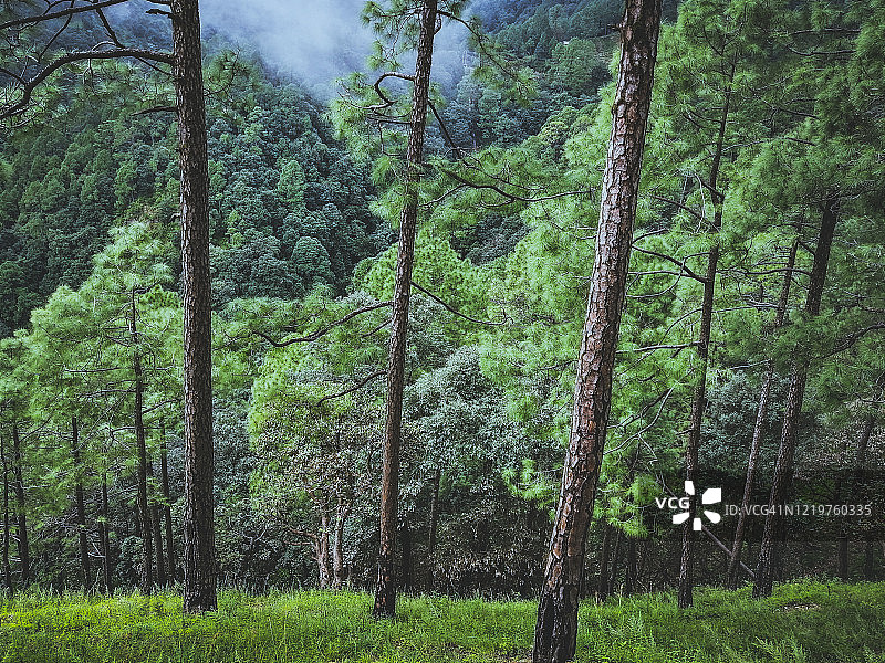 喜马拉雅中部亚热带松木和橡树林-印度北坎德邦Nainital图片素材