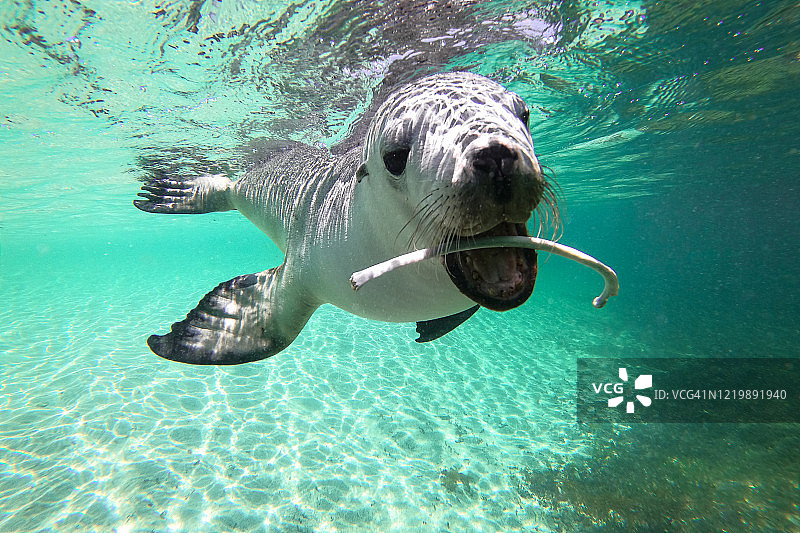 澳大利亚海狮嘴里叼着骨头图片素材