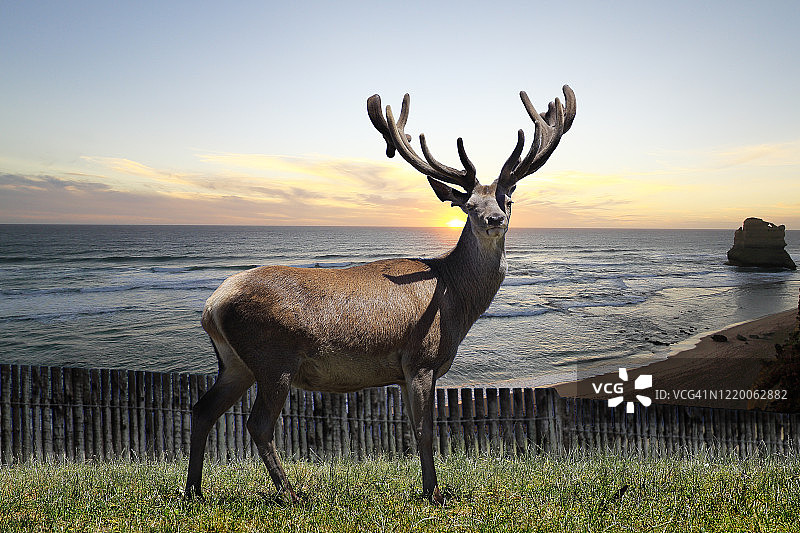 吃草的全长麋鹿，或马鹿(加拿大鹿)图片素材