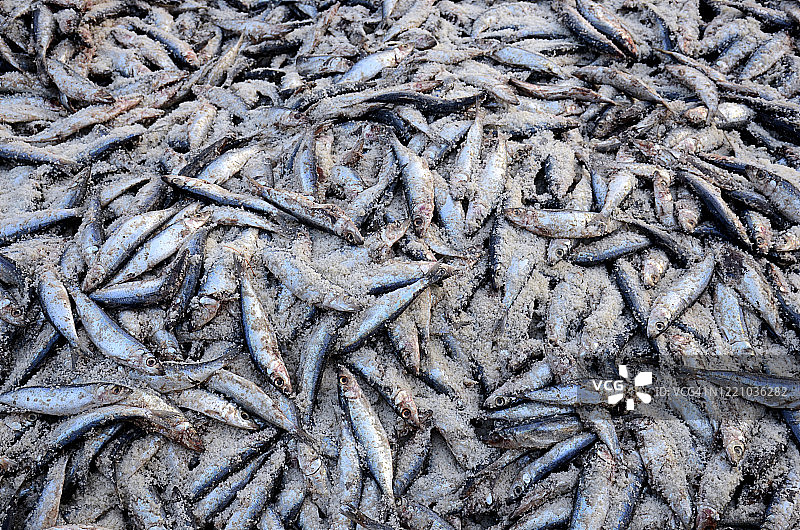 孟加拉国的鱼干图片素材
