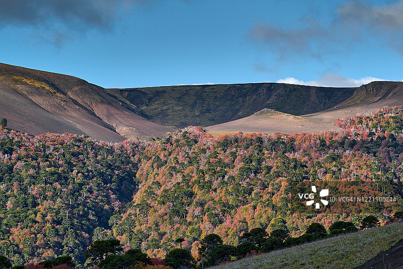 山坡上覆盖着秋天的森林和Araucarias -国家公园Malalcahuello-Nalcas图片素材
