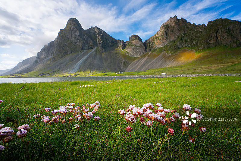 伊斯特拉霍恩山有美丽的野花。图片素材