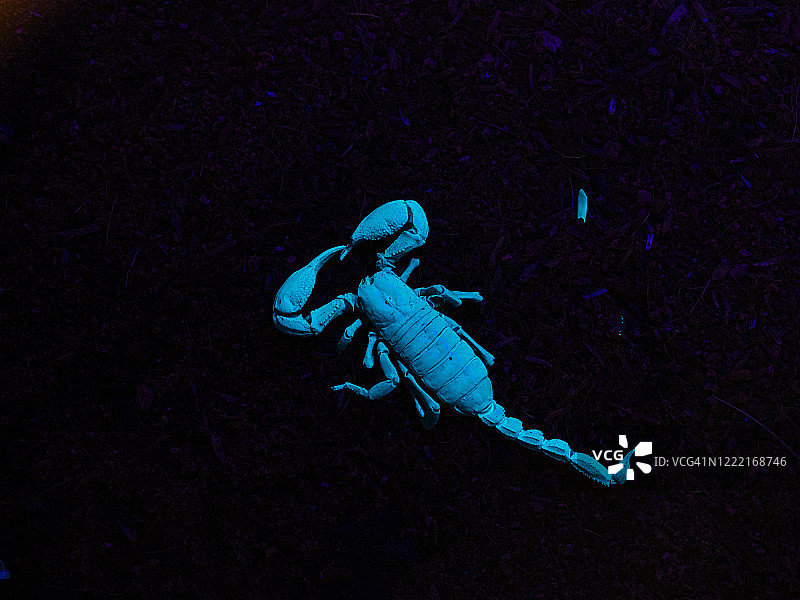 蝎子在紫外线下发出荧光的特写图片素材