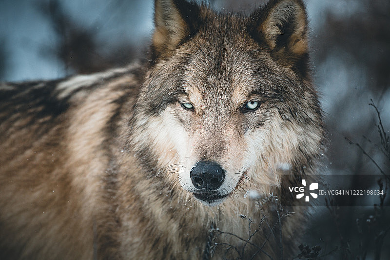 特写灰狼，加拿大，不列颠哥伦比亚省图片素材