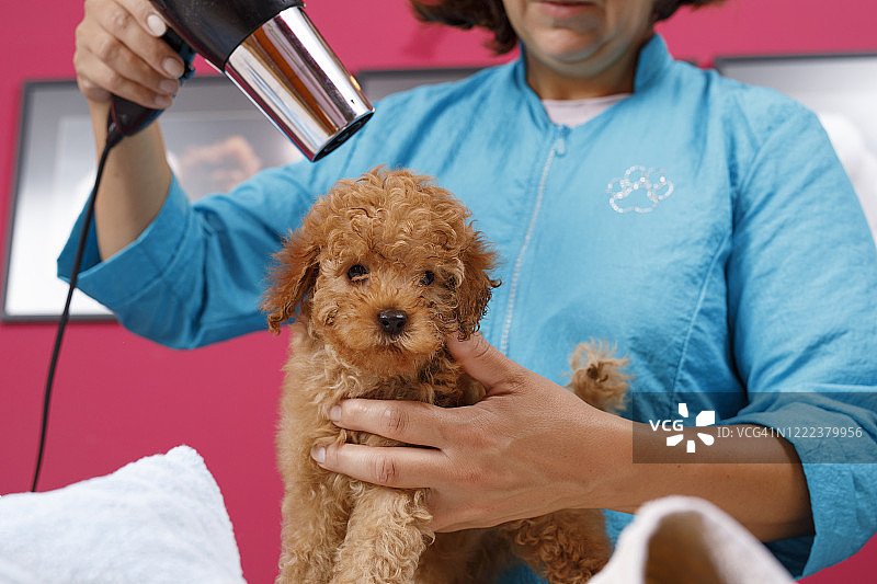 狗美容师在专门的沙龙照顾棕色玩具狮子狗。在一个宠物沙龙里，女性专业手持宠物美容工具和配件放在被剪毛包围的桌子上图片素材