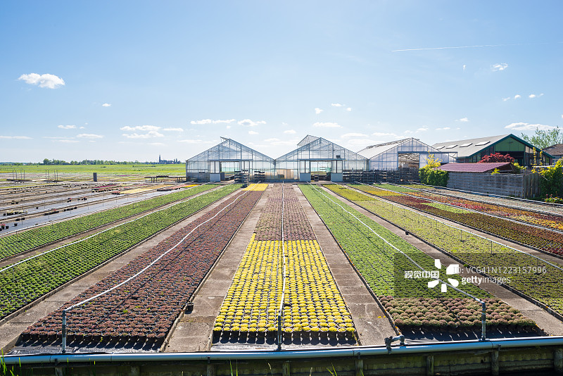 荷兰博斯库的花卉苗圃图片素材