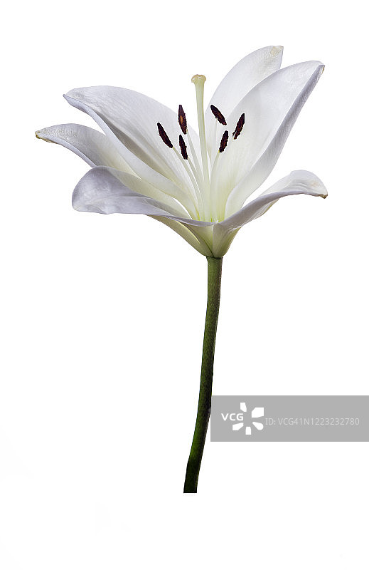 白色的背景上的自然上的白花的特写。图片素材