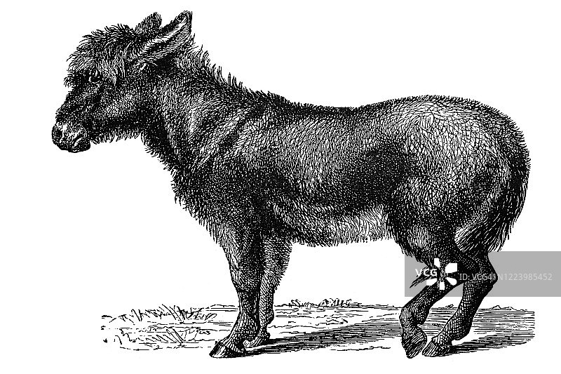 驴、驴有蹄或有蹄动物的古老雕刻插图。古董插图图片素材