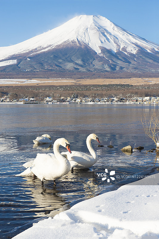日本冬季富士山和山中子湖上的天鹅图片素材