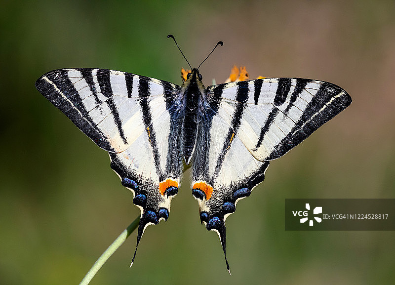 伊菲克莱德斯波达里乌斯 – 稀缺的燕尾蝴蝶图片素材