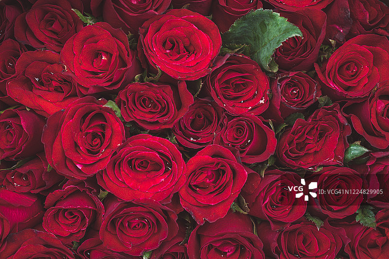 完整框架的玫瑰花束图片素材
