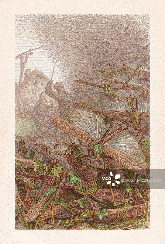 《蝗虫群(飞蝗)》，色版画，1884年出版图片素材