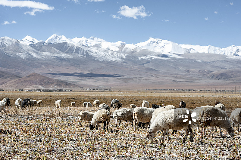 在中国西藏雪山脚下放羊图片素材