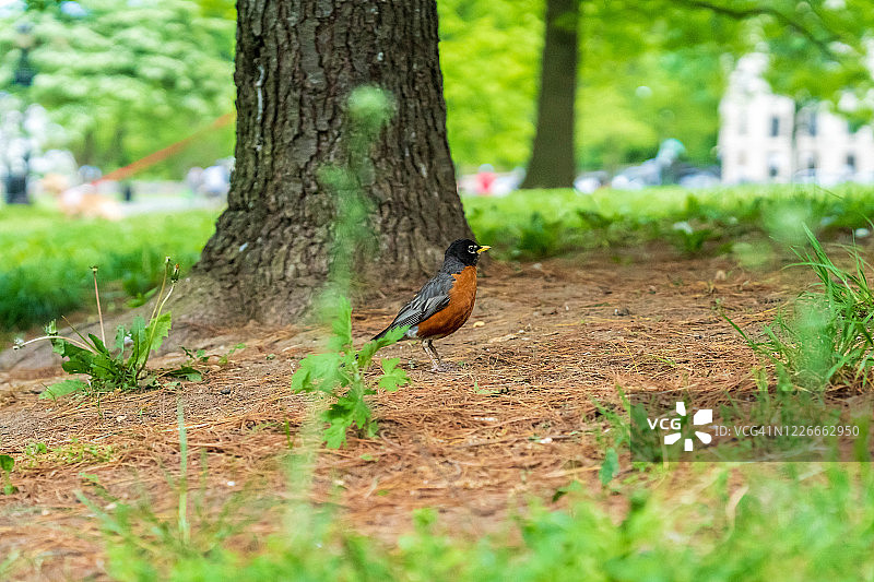 位于曼哈顿因伍德山公园的铜羽黄喙知更鸟。图片素材