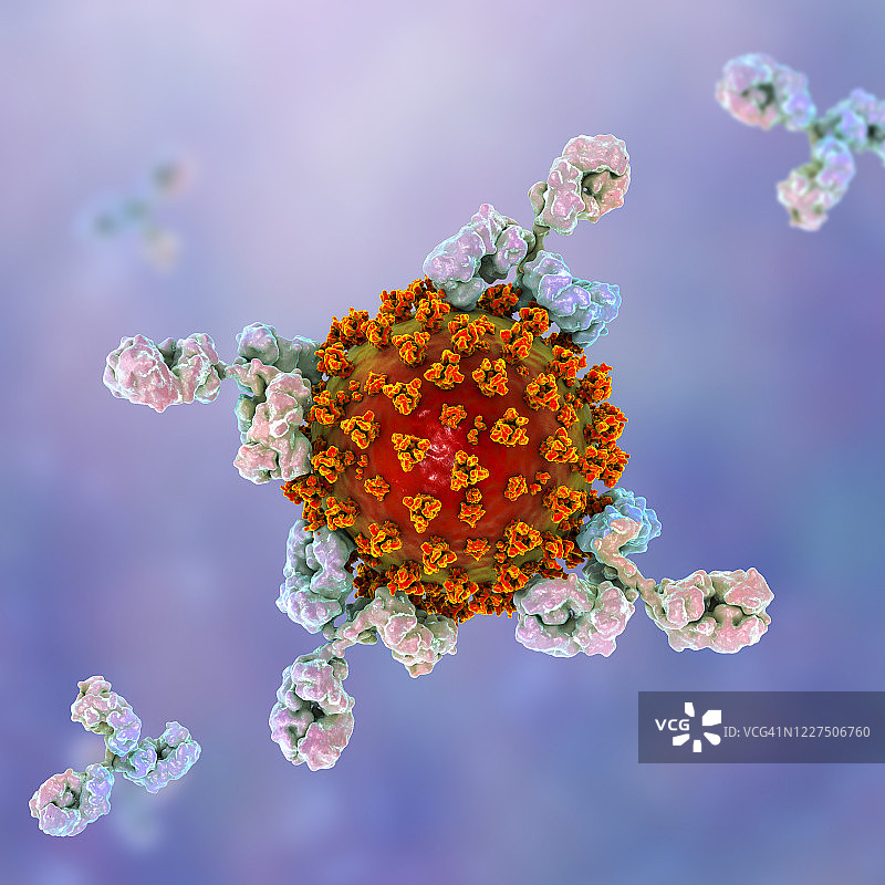 应对covid-19冠状病毒的抗体，插图图片素材