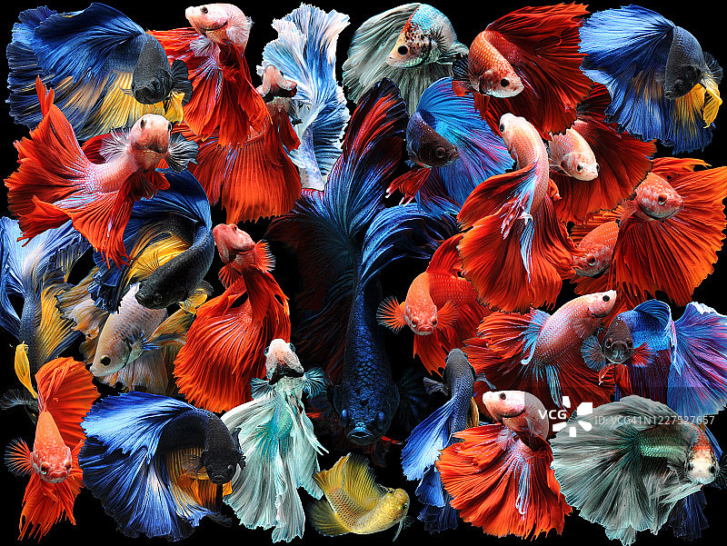 多色斗鱼拼贴画，印度尼西亚图片素材