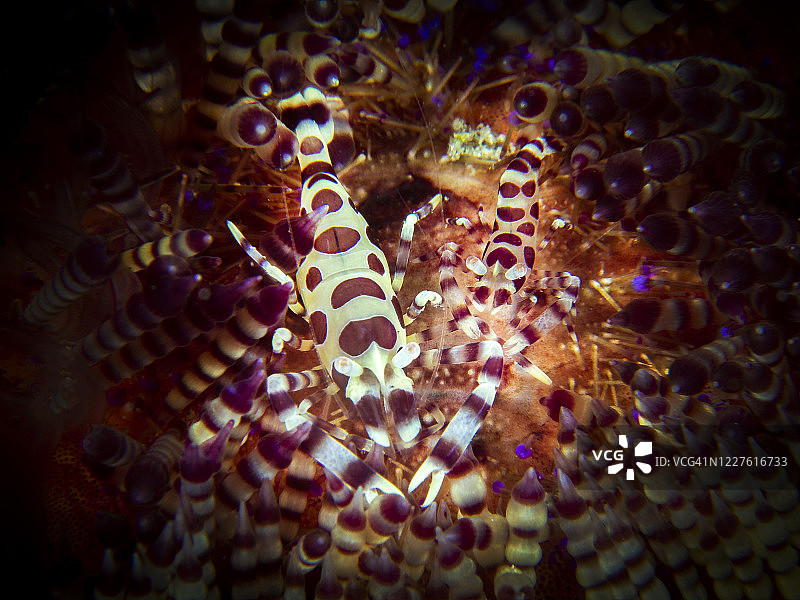 一对科尔曼虾在火海胆里图片素材