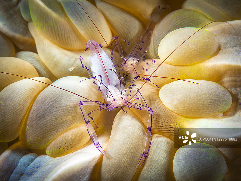 虚线泡珊瑚虾(Vir philippinensis)图片素材