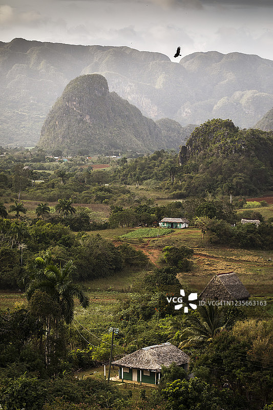 美丽的维纳尔斯山谷，棕榈树和雾。古巴令人惊叹的绿色景观图片素材