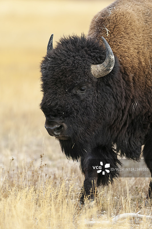 美国野牛(野牛)黄石国家公园，怀俄明州，美国图片素材