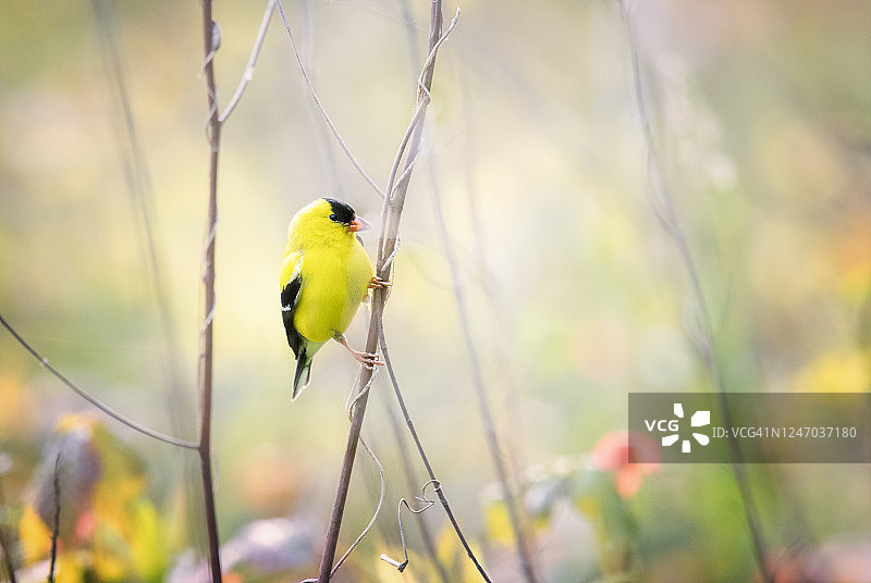 金翅雀栖息在美丽的春天的色彩和宾夕法尼亚州图片素材