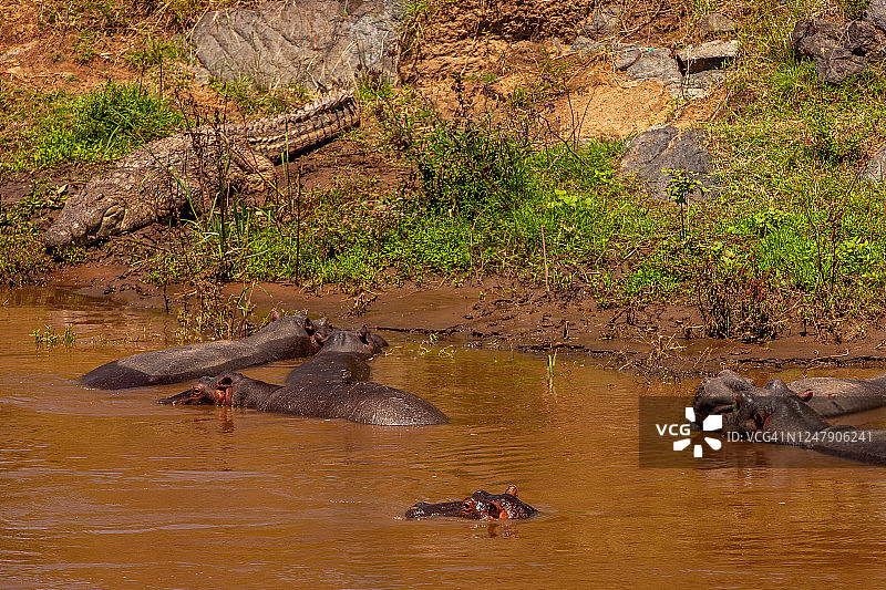 河马群(两栖河马)在河里面临着鳄鱼攻击的危险图片素材