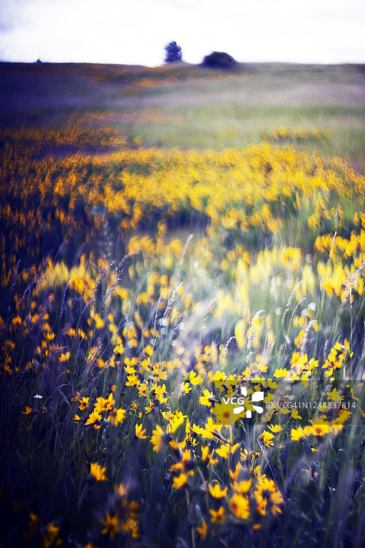 黄色野花草地，选择性聚焦图片素材