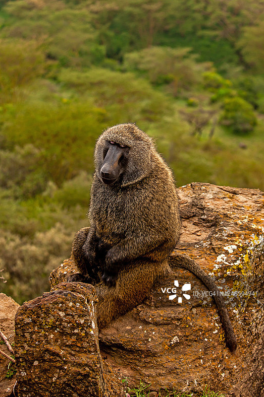 一只黄色狒狒(Papio cynocephalus)坐在一块岩石上图片素材