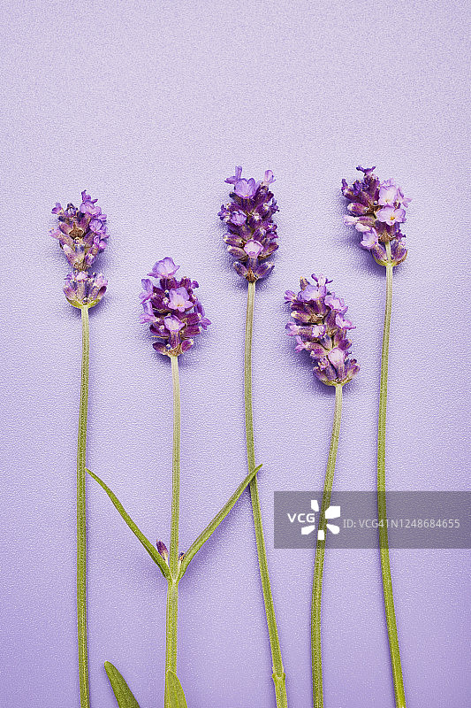 高角度的薰衣草茎在紫色的背景上排成一排图片素材