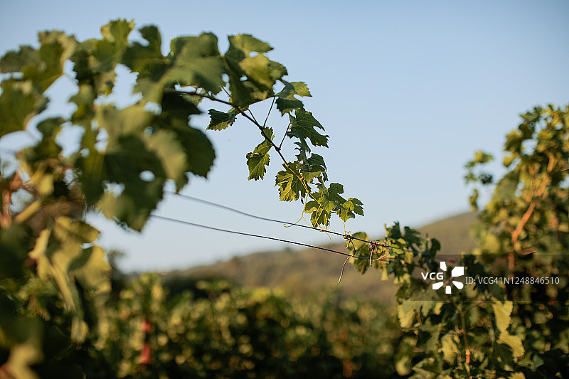 意大利观光:托斯卡纳的葡萄园图片素材