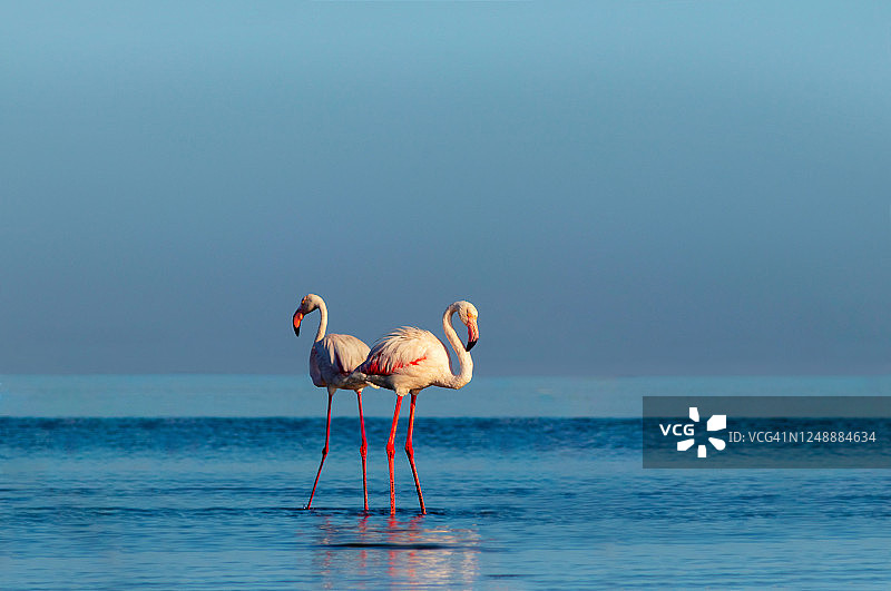 在一个阳光明媚的日子里，一群粉红色的非洲火烈鸟在蓝色的泻湖上漫步图片素材