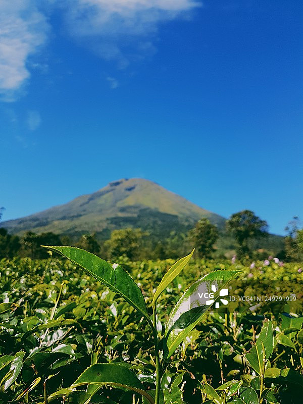 印度尼西亚中爪哇沃诺索波的茶园图片素材
