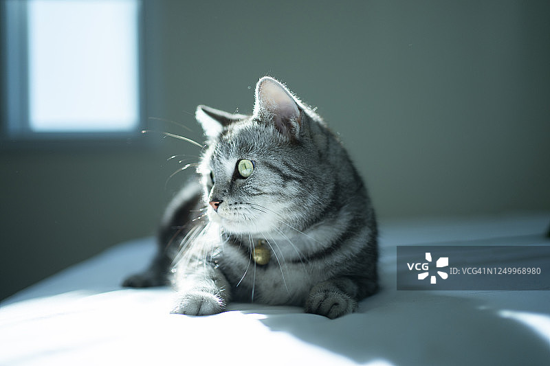 近距离的美国短毛猫与爱在舒适的床上图片素材