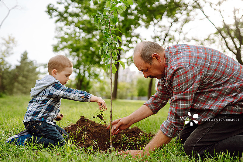 小男孩一边在花园里干活，一边帮爷爷种树。图片素材
